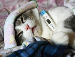 Впервые в мире зафиксирован случай заражения птичьим гриппом от кота