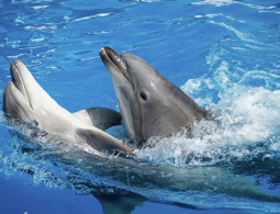 В России могут запретить передвижные дельфинарии