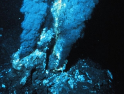 Жизнь под дном Марианской впадины