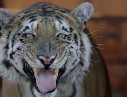 В Хабаровске проверяют видеоролик с тигром, гуляющим по торговому центру