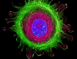 Старых мышей омолодили при помощи нового препарата