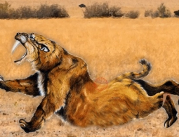 Акела промахнулся: ученые раскрыли тайны охоты саблезубых тигров