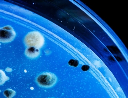 Создан препарат, заставляющий опасные бактерии разрушать собственную ДНК