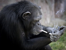 Генетики доказали, что противоположности действительно притягиваются