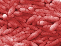 Учёные запрограммировали сальмонеллу на пожирание опухолей мозга