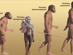 Ученые выяснили, как появились знаменитые "хоббиты" с острова Флорес