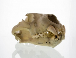 Внезапно: почему львы-людоеды предпочитали людей в пищу?