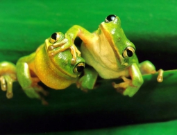 Вирус гриппа помогут уничтожить… лягушки