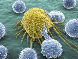 Клетки иммунитета помогают в сокращении сердечной мышцы