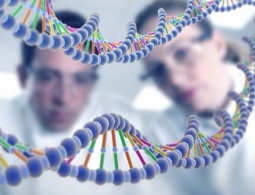 За развитие мозга, иммунитета и памяти отвечают одни и те же гены