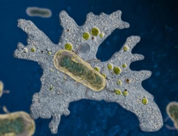 Биологи выяснили, почему чума до сих пор не исчезла