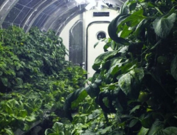 В NASA разработали концепт подвесной лунной оранжереи