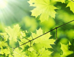 Больно ли морковке? Растения могут видеть и слышать