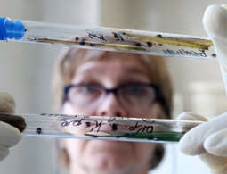 В России запустили горячую линию по профилактике клещевого энцефалита