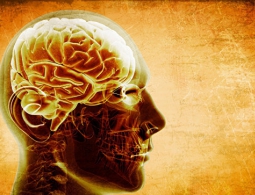 Биологи выяснили, почему зарядка улучшает память