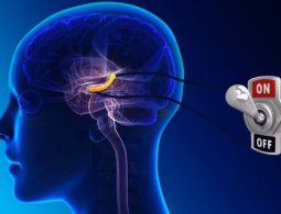 Ученые выяснили, почему мозг не перегревается при долгих раздумьях