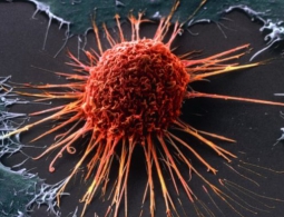 С помощью антибиотиков удалось заблокировать возможность раковых клеток получать энергию