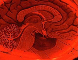 Сможем ли мы стать сверхсильными умственно?