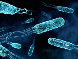 Женщину убила бактерия, резистентная ко всем известным антибиотикам