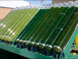 Японская компания начала разработку реактивного топлива из водорослей