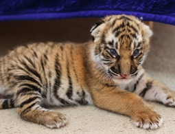 В Приморье браконьеры тяжело ранили тигренка