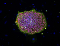 Первые «животные клетки» могли быть созданы вирусами
