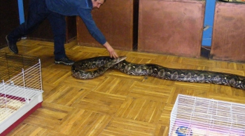 Выставка экзотических животных