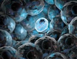 Китай начинает первые в мире клинические испытания эмбриональных стволовых клеток