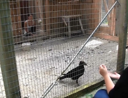 Ученые выяснили, насколько злопамятны вороны