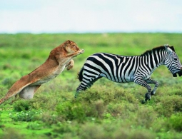 Лазеры активируют у мышей инстинкты убийцы