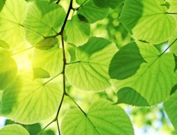 Ученые приблизились к созданию установки для искусственного фотосинтеза