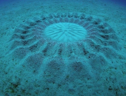 #видео дня | Автором загадочных подводных кругов оказалась рыба-романтик