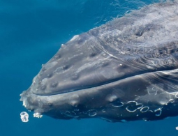 Почему киты такие большие? Кажется, у науки есть ответ