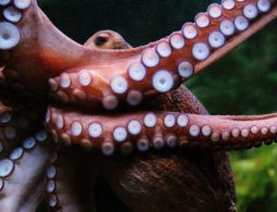 Осьминог вдохновил учёных на создание подводной клейкой ленты