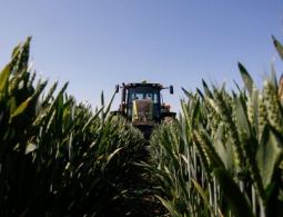 Искусственный интеллект спасёт зерновые культуры от болезней и вредителей