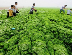 Открытие физиков из России поможет заменить бензин водорослями