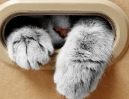 Кота Шредингера можно спасти, даже не заглядывая в ящик