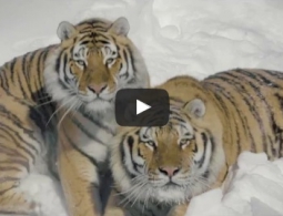 Жерло вулкана и тигриная охота: впечатляющие видео, снятые беспилотниками