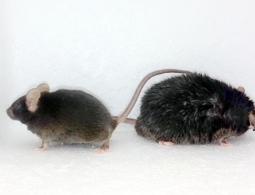 Биологи раскрыли необычную связь между обонянием и ожирением