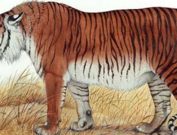 В Средней Азии хотят «воскресить» каспийских тигров