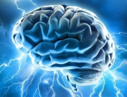 В Гарвардском университете выращен искусственный мозг, состоящий из трех областей