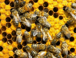 10 вещей, которые пропадут навсегда, если исчезнут пчелы