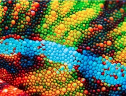 В Китае создали искусственную электронную «кожу», изменяющую цвет