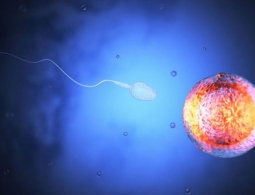 Репродуктивность западных мужчин за последние 50 лет снизилась вдвое