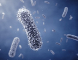 Из кишечной палочки сделали биокомпьютер