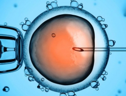 В США впервые отредактировали гены человеческих эмбрионов