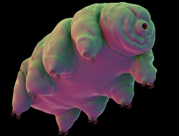 Ученые выясняют, как и откуда могли появиться тихоходки