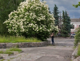 Что из зеленых насаждений не пострадает при ремонте Набережной?