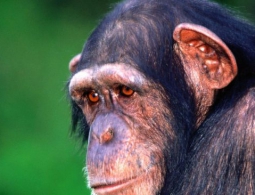 Болезнь Альцгеймера обнаружили у шимпанзе