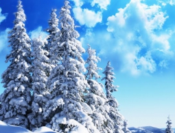 В Финляндии создали лазерную систему сканирования деревьев